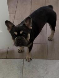 Lost Male Dog last seen Shilo harris, Arlington, TX 76012
