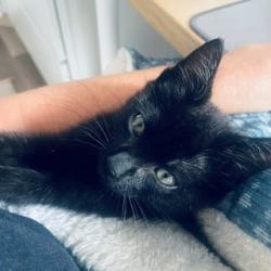 Reunited Male Cat last seen Ed Acklin Road and Damita Jo Drive, within property fenceline, Travis County, TX 78653