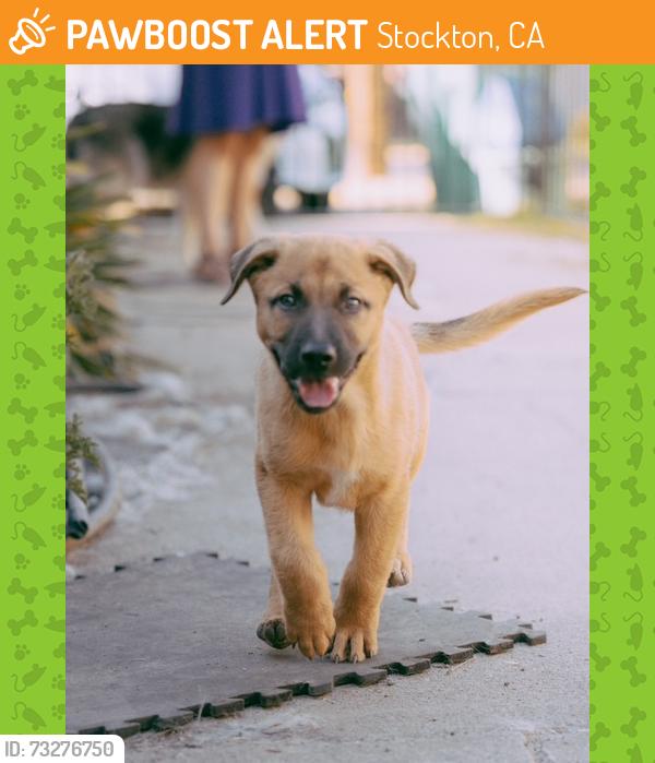 Found/Stray Male Dog last seen Franklin High School, Stockton, CA 95215