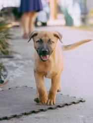 Found/Stray Male Dog last seen Franklin High School, Stockton, CA 95215