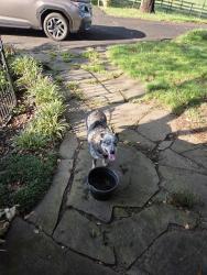 Found/Stray Male Dog last seen Jackson white rd, Lawndale, NC 28090