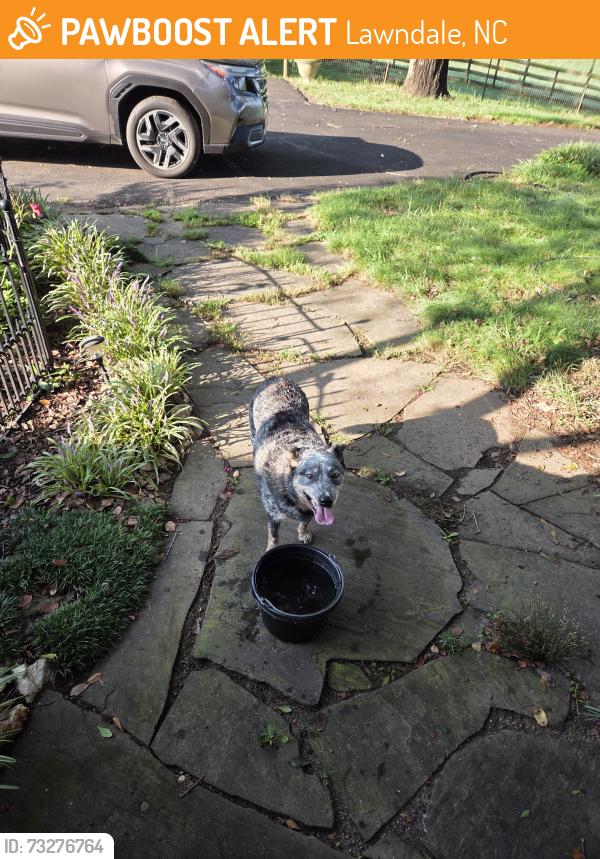 Found/Stray Male Dog last seen Jackson white rd, Lawndale, NC 28090