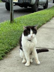 Found/Stray Unknown Cat last seen Jefferson and Hamilton, Rahway, NJ 07065