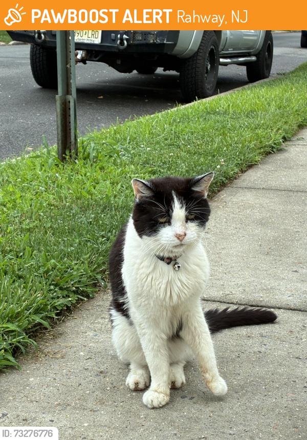 Found/Stray Unknown Cat last seen Jefferson and Hamilton, Rahway, NJ 07065