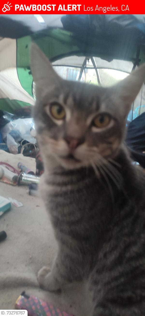 Lost Male Cat last seen LAPD Harbor Division/Ports America Building, Los Angeles, CA 90731