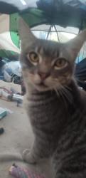 Lost Male Cat last seen LAPD Harbor Division/Ports America Building, Los Angeles, CA 90731