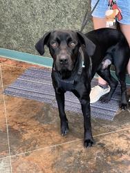 Shelter Stray Male Dog last seen PONCHARTRAIN DR, 31078 LA-36, Lacombe, LA 70445, USA