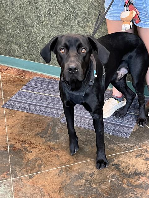 Shelter Stray Male Dog last seen PONCHARTRAIN DR, 31078 LA-36, Lacombe, LA 70445, USA