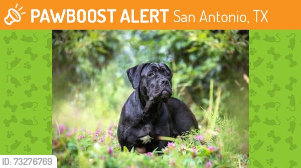 Found/Stray Unknown Dog last seen Perrin Creek and Ball Street - In Industrial Center, San Antonio, TX 78217