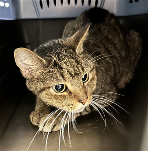 Shelter Stray Female Cat last seen Near BLOCK E 102ND AVE, DENVER CO 80229, 2080 S Quebec St, Denver, CO 80231, USA