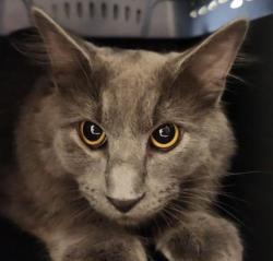 Shelter Stray Male Cat last seen Near BLOCK S PAGOSA ST, AURORA CO 80013 2063, 2080 S Quebec St, Denver, CO 80231, USA