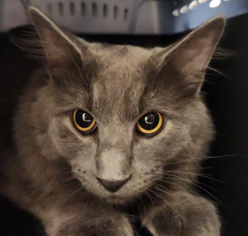 Shelter Stray Male Cat last seen Near BLOCK S PAGOSA ST, AURORA CO 80013 2063, 2080 S Quebec St, Denver, CO 80231, USA