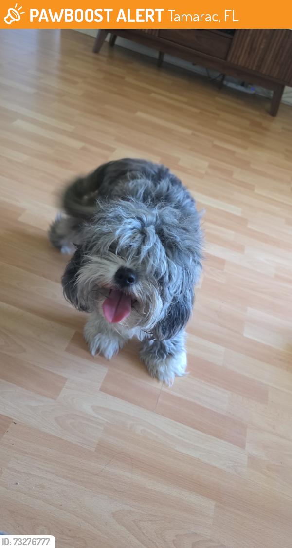 Found/Stray Female Dog last seen Near n university dr, Tamarac, FL 33321