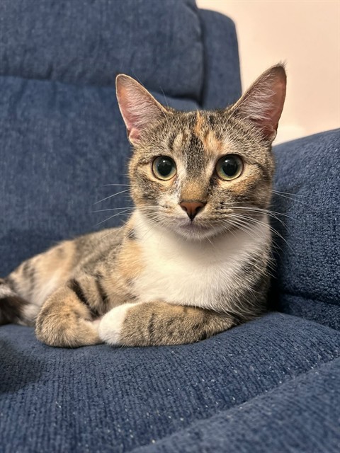 Shelter Stray Female Cat last seen ST PETERS, 4850 Mid Rivers Mall Dr, St Peters, MO 63376, USA