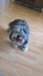 Found/Stray Female Dog last seen Near n university dr, Tamarac, FL 33321