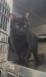 Shelter Stray Male Cat last seen ST CHARLES CO, 4850 Mid Rivers Mall Dr, St Peters, MO 63376, USA
