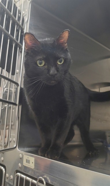Shelter Stray Male Cat last seen ST CHARLES CO, 4850 Mid Rivers Mall Dr, St Peters, MO 63376, USA