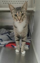 Shelter Stray Female Cat last seen ST CHARLES CO, 4850 Mid Rivers Mall Dr, St Peters, MO 63376, USA