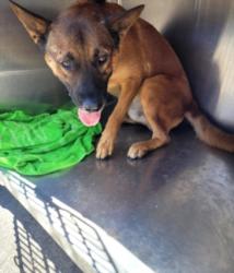 Shelter Stray Male Dog last seen , 1850 W 60th St, Los Angeles, CA 90047, USA