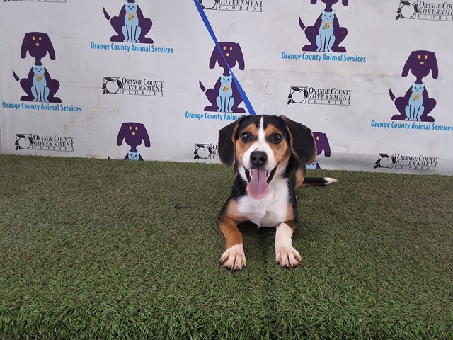 Shelter Stray Female Dog last seen , 2769 Conroy Rd, Orlando, FL 32839, USA