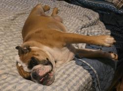 Reunited Male Dog last seen Howison and Shabbona Grove Rd, Waterman, IL 60556