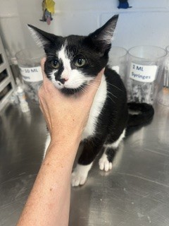 Shelter Stray Male Cat last seen GREEN LEVEL, 221 Stone Quarry Rd, Burlington, NC 27217, USA
