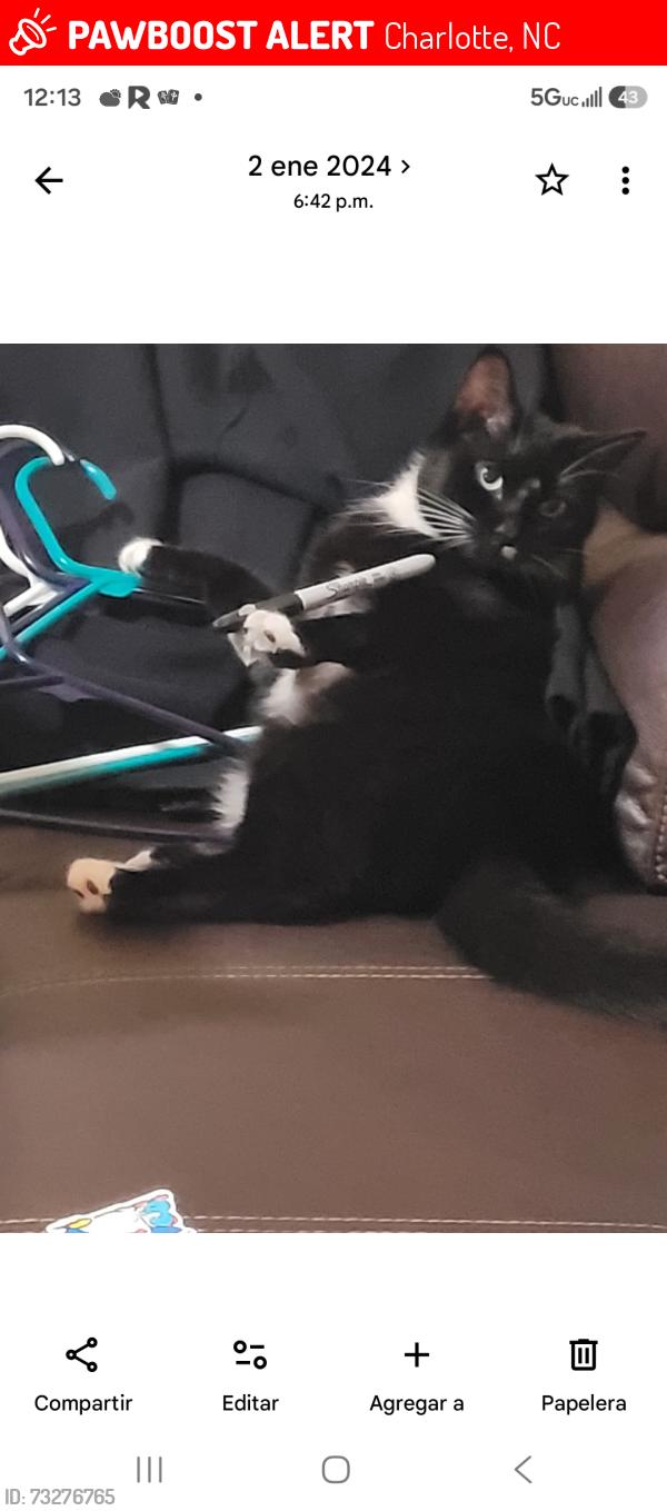 Lost Female Cat last seen Near cardenal creek ave 2815, Charlotte, NC 28215