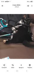 Lost Female Cat last seen Near cardenal creek ave 2815, Charlotte, NC 28215