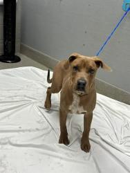 Shelter Stray Male Dog last seen , 655 N Mojave Rd, Las Vegas, NV 89101, USA