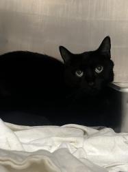 Shelter Stray Female Cat last seen Near BLOCK W TROPICANA AVE, LAS VEGAS NV 89103, 655 N Mojave Rd, Las Vegas, NV 89101, USA