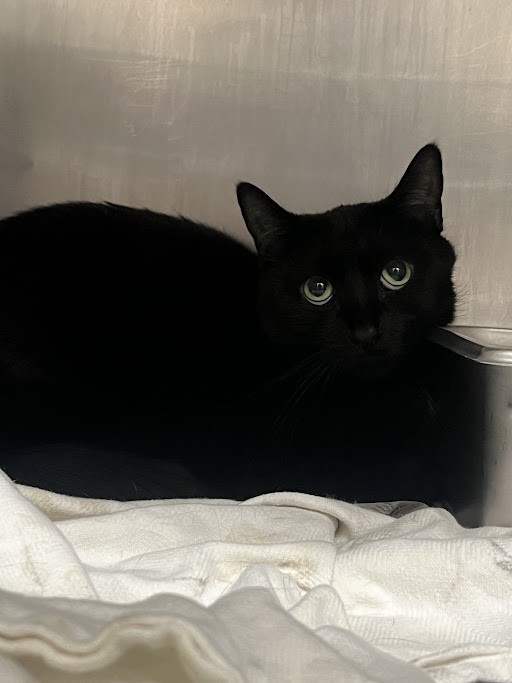 Shelter Stray Female Cat last seen Near BLOCK W TROPICANA AVE, LAS VEGAS NV 89103, 655 N Mojave Rd, Las Vegas, NV 89101, USA