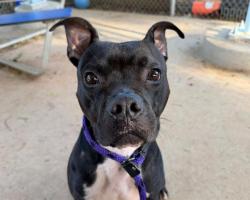 Shelter Stray Male Dog last seen CHARLOTTE, 8315 Byrum Dr, Charlotte, NC 28217, USA