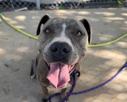 Shelter Stray Female Dog last seen HUNTERSVILLE, 8315 Byrum Dr, Charlotte, NC 28217, USA