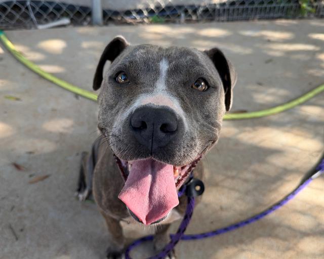 Shelter Stray Female Dog last seen HUNTERSVILLE, 8315 Byrum Dr, Charlotte, NC 28217, USA