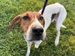 Shelter Stray Female Dog last seen CHARLOTTE, 8315 Byrum Dr, Charlotte, NC 28217, USA