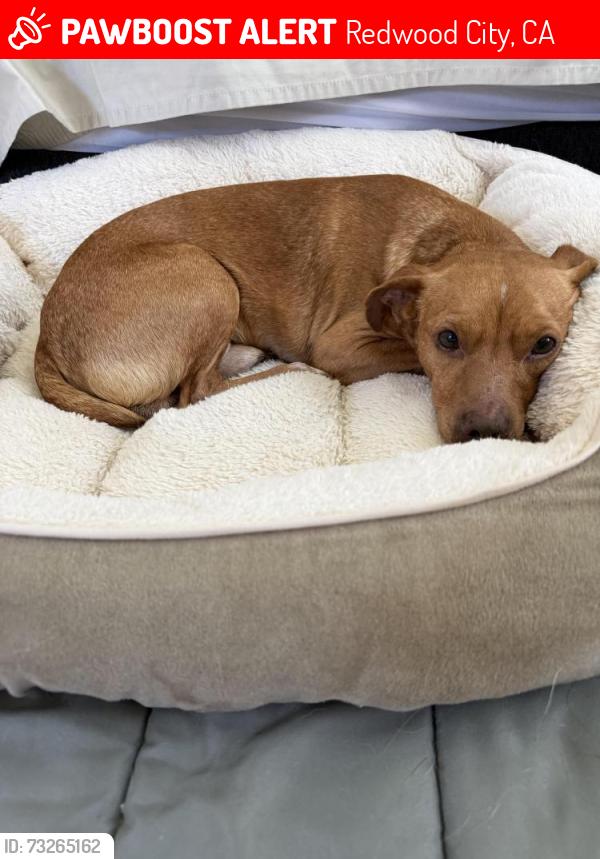 Lost Male Dog last seen Farm Hill and McGarvey, Redwood City, CA 94062