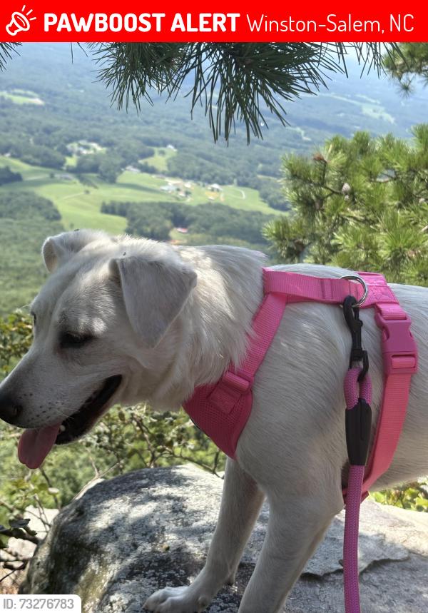 Lost Female Dog last seen Near N Cameron Ave Winston Salem, NC 27101 Estados Unidos, Winston-Salem, NC 27101
