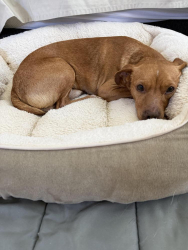 Lost Male Dog last seen Farm Hill and McGarvey, Redwood City, CA 94062