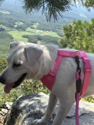 Lost Female Dog last seen Near N Cameron Ave Winston Salem, NC 27101 Estados Unidos, Winston-Salem, NC 27101