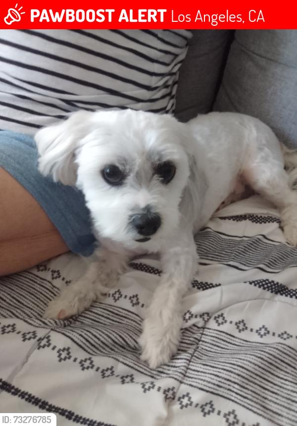Lost Male Dog last seen 7th street, los Angeles, Los Angeles, CA 90014
