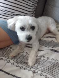 Lost Male Dog last seen 7th street, los Angeles, Los Angeles, CA 90014
