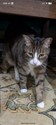 Lost Female Cat last seen Weldrick Road W between Greenbelt and Walmer Road, Richmond Hill, ON L4C 3W7