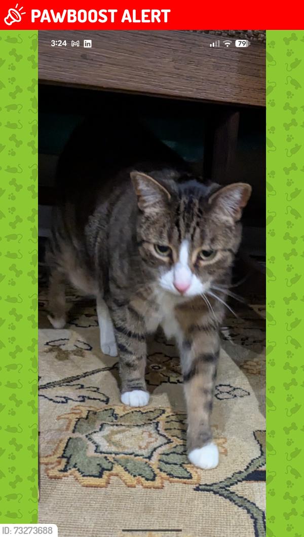 Lost Female Cat last seen Weldrick Road W between Greenbelt and Walmer Road, Richmond Hill, ON L4C 3W7