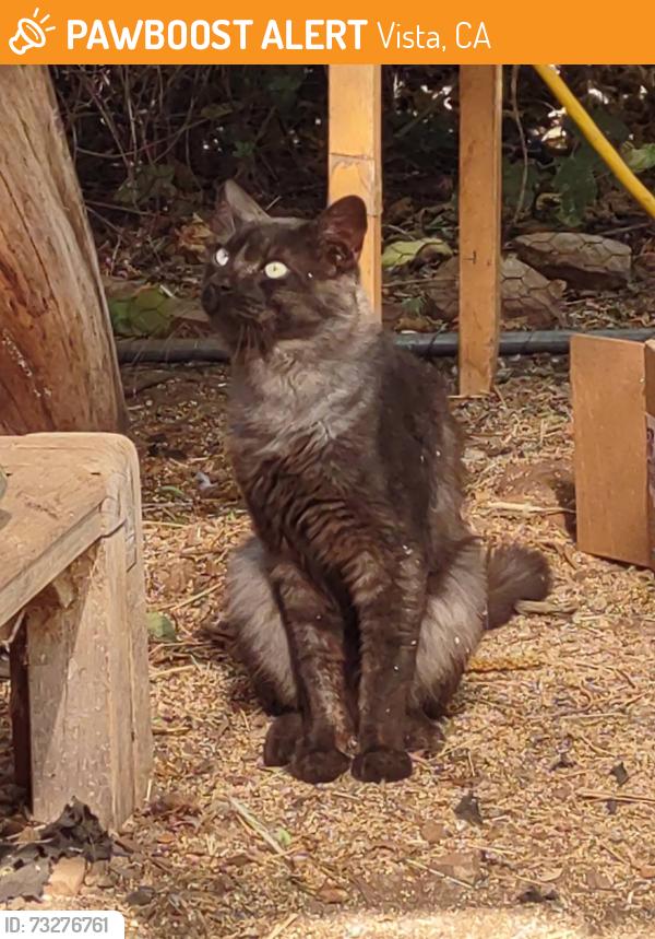 Found/Stray Male Cat last seen Lone Oak Lane, Vista, 92084, Vista, CA 92084