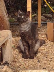 Found/Stray Male Cat last seen Lone Oak Lane, Vista, 92084, Vista, CA 92084