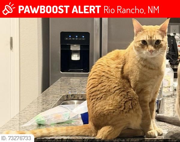 Lost Female Cat last seen James wall dr & king peak dr, Rio Rancho, NM 87144