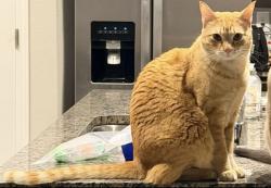 Lost Female Cat last seen James wall dr & king peak dr, Rio Rancho, NM 87144