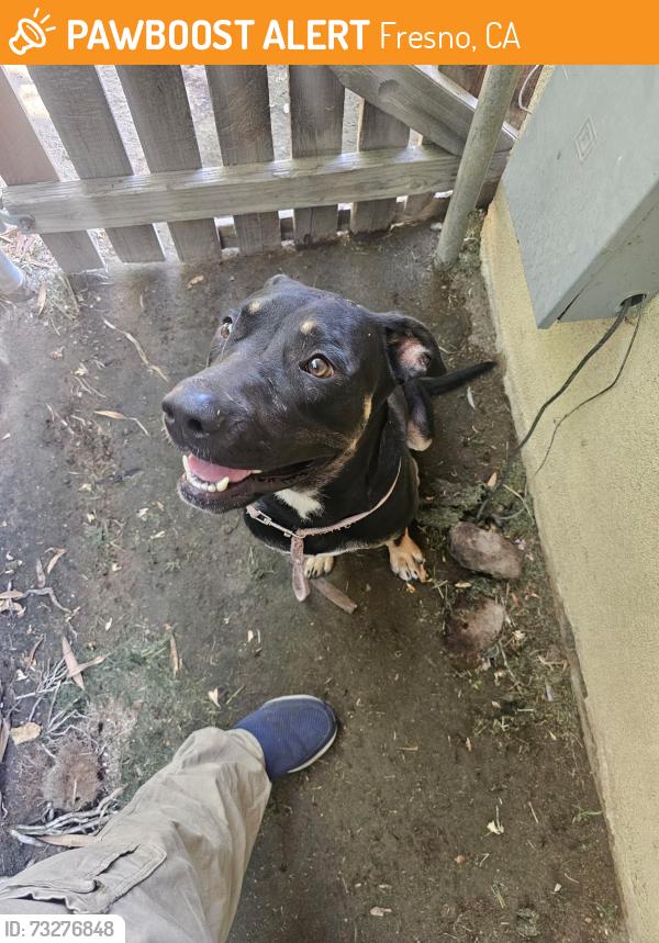 Found/Stray Male Dog last seen Winery and Brown, Fresno, CA 93703