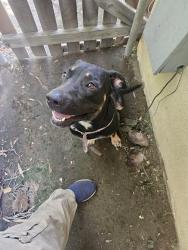 Found/Stray Male Dog last seen Winery and Brown, Fresno, CA 93703