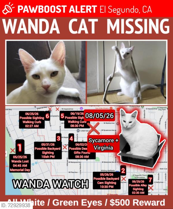 Lost Female Cat last seen Virginia and Sycamore, El Segundo, CA 90245